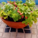 Sedum Palmerii