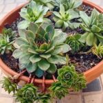 Sempervivum Tectorum