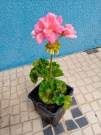 Sardinheira geranio Pelargonium