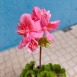 Cor de rosa