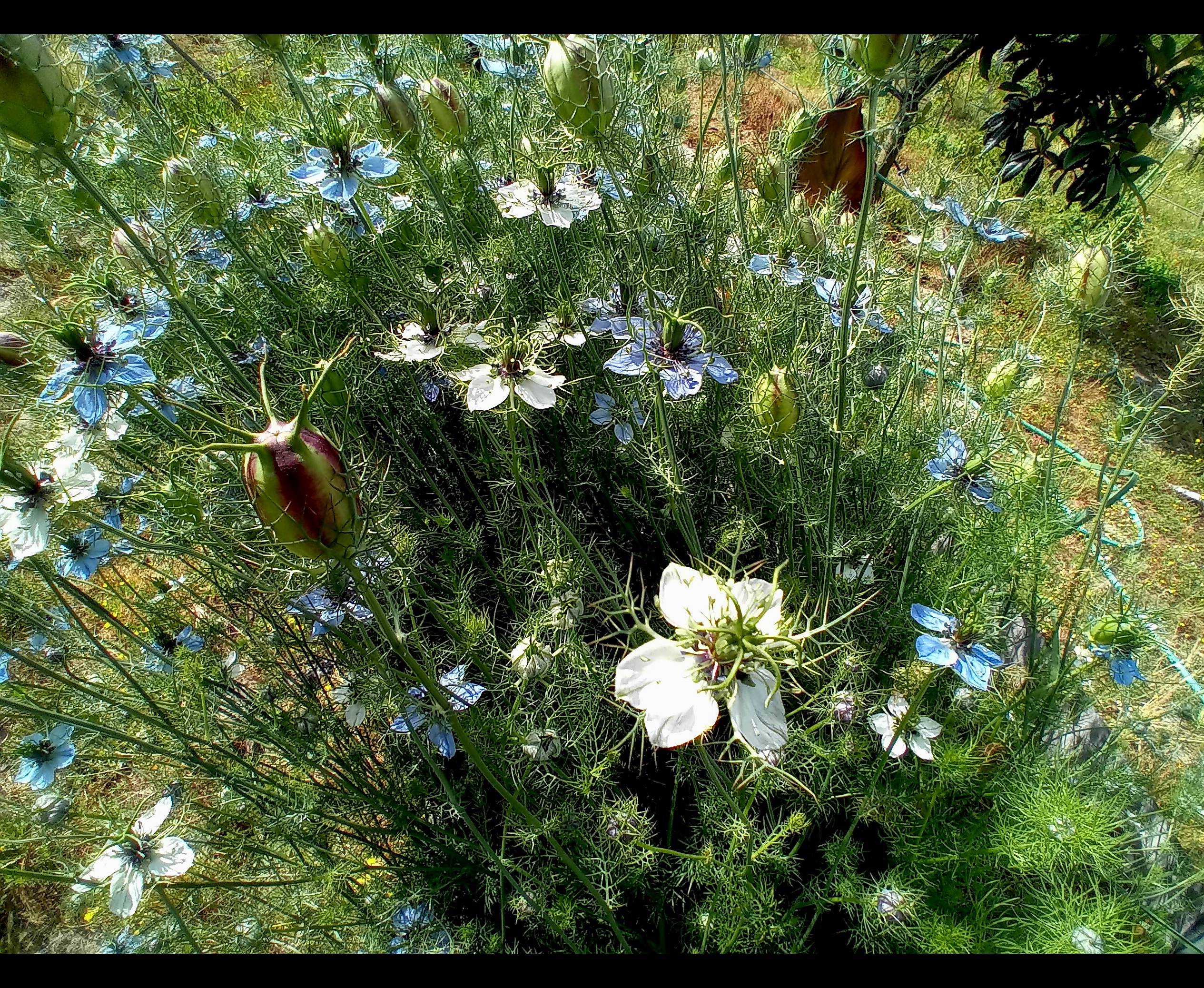 Cominho preto Cominho preto