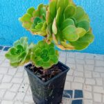 Vaso 13cms diametro