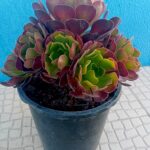 Vaso 27cms diametro