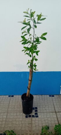 Borrazeira preta Salix Atrocinerea
