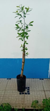Borrazeira preta Salix Atrocinerea árvore