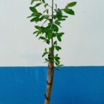 Com cerca de 80cms / 1m em vaso de 18cms de diametro