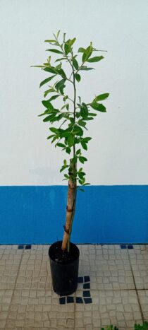 Borrazeira preta Salix Atrocinerea