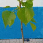 Choupo Populus Nigra