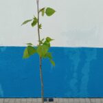 Choupo Populus Nigra