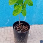 Amoreira Morus Nigra
