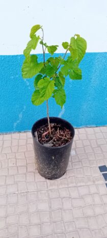 amoreira morus nigra