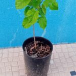 Amoreira Morus Nigra arvore