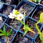 Ornithogalum (Beijinhos de Mae)