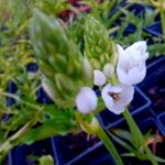 Ornithogalum (Beijinhos de Mae)