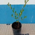 Com cerca de 40cms em vaso de 18cms de diametro