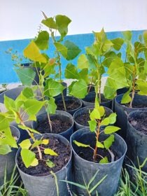 choupo Populus Nigra