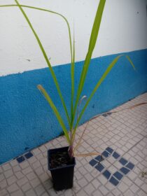 Cana de acucar