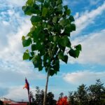Choupo Populus Nigra