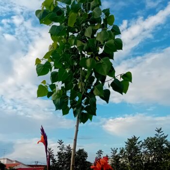 Choupo Populus Nigra