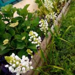 Ornithogalum (Beijinhos de Mae) lote de 5
