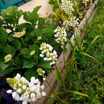 Ornithogalum (Beijinhos de Mae)