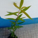 Com cerca de 50/60cms em vaso de 13cms de diametro