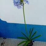 Vaso 13cms diametro