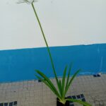 Vaso 13cms diametro