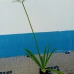 Vaso 13cms diametro
