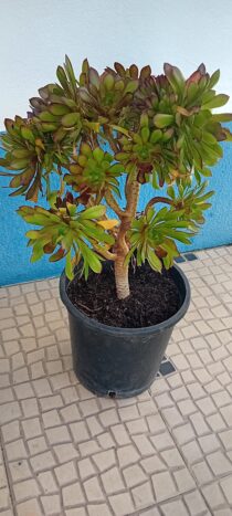 Aeonium