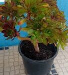 Aeonium suculenta 