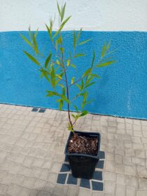 Arvore salgueiro chorao