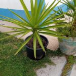 Palmeira Yucca