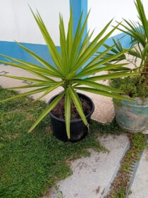 Palmeira Yucca