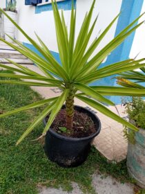 Yucca