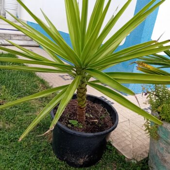 Yucca