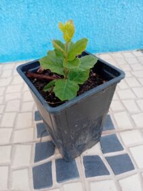 Sobreiro