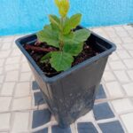 Com cerca de 10/20cms em vaso de 13cms de diametro