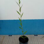 Com cerca de 80cms em vaso de 20cms de diametro