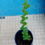 Sobreiro
