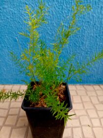 Aspargp Alfinete