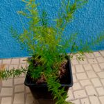 Aspargo Alfinete