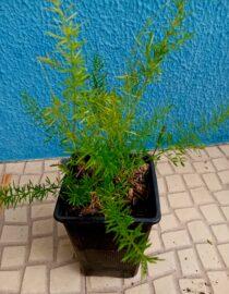 Aspargo Alfinete