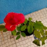 Roseira
