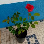 Roseira de arbusto vermelha