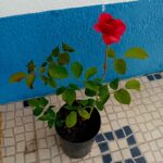 Roseira de arbusto vermelha