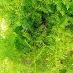 Aspargo Alfinete - Asparagus Densiflorus Sprengeri