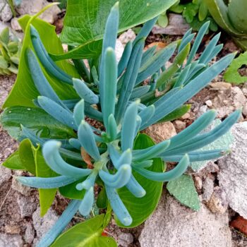Senécio azul