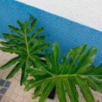 Guaimbê Filodendro Bipinnatifidum Costela de adao