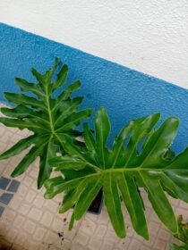 Guaimbê Filodendro Bipinnatifidum Costela de adao
